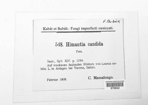 Himantia candida image